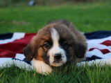 9 chiots Saint-Bernard tricolores LOF à vendre