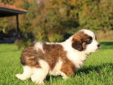 9 chiots Saint-Bernard tricolores LOF à vendre