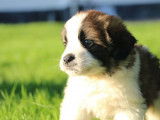 9 chiots Saint-Bernard tricolores LOF à vendre