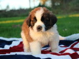 9 chiots Saint-Bernard tricolores LOF à vendre