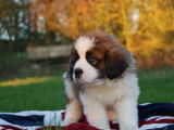9 chiots Saint-Bernard tricolores LOF à vendre