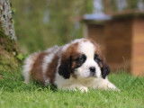 9 chiots Saint-Bernard tricolores LOF à vendre
