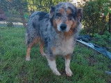 Chienne Berger Australien LOF de 6 ans à vendre