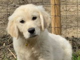 À réserver 9 chiots Golden Retrievers sable LOF
