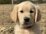 À réserver 9 chiots Golden Retrievers sable LOF