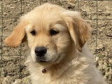 À réserver 9 chiots Golden Retrievers sable LOF