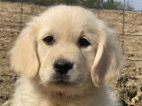 À réserver 9 chiots Golden Retrievers sable LOF