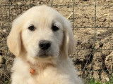 À réserver 9 chiots Golden Retrievers sable LOF