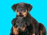 4 chiots Beaucerons LOF à acheter