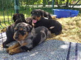 4 chiots Beaucerons LOF à acheter