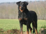 4 chiots Beaucerons LOF à acheter
