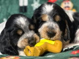 À réserver des chiots Cockers Anglais tricolores LOF