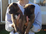 À vendre 5 chiots Bergers Belges Malinois LOF
