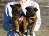 À vendre 5 chiots Bergers Belges Malinois LOF