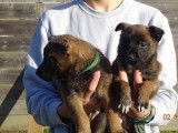 À vendre 5 chiots Bergers Belges Malinois LOF