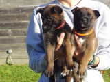 À vendre 5 chiots Bergers Belges Malinois LOF