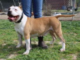 Chienne American Staffordshire Terrier LOF bicolore de 9 ans disponible à l’achat