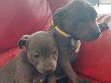 Des chiots Staffordshire Bull Terriers LOF à vendre
