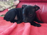Des chiots Staffordshire Bull Terriers LOF à vendre