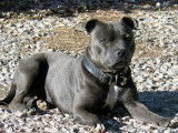 Des chiots Staffordshire Bull Terriers LOF à vendre