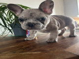Chiots Bouledogue Français à vendre
