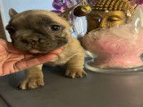 Chiots Bouledogue Français à vendre