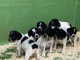 Des chiots Épagneuls Bretons LOF tricolores à réserver
