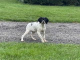 Des chiots Épagneuls Bretons LOF tricolores à réserver