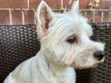 Disponible à la réservation une chienne Westie LOF de 3 ans