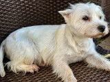 Disponible à la réservation une chienne Westie LOF de 3 ans
