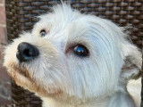 Disponible à la réservation une chienne Westie LOF de 3 ans