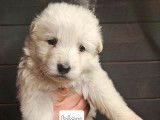 4 chiots femelles Bergers Blancs Suisses LOF à réserver