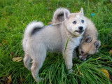 Un chiot mâle Pomsky f4 gris loup LOF disponible à l’achat