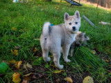 Un chiot mâle Pomsky f4 gris loup LOF disponible à l’achat