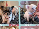 4 chiots femelles Chihuahuas LOF disponibles à la réservation