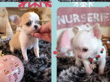 4 chiots femelles Chihuahuas LOF disponibles à la réservation