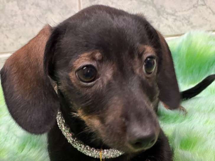 Chiot femelle Teckel Kaninchen couleur sanglier LOF disponible à la vente