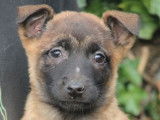 À vendre 2 chiots femelles Bergers Belges Malinois LOF