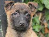 À vendre 2 chiots femelles Bergers Belges Malinois LOF