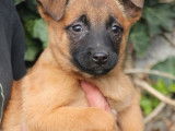 À vendre 2 chiots femelles Bergers Belges Malinois LOF