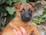 À vendre 2 chiots femelles Bergers Belges Malinois LOF
