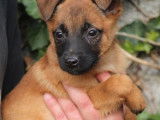 À vendre 2 chiots femelles Bergers Belges Malinois LOF
