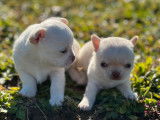 À réserver 2 chiots mâles Chihuahuas LOF