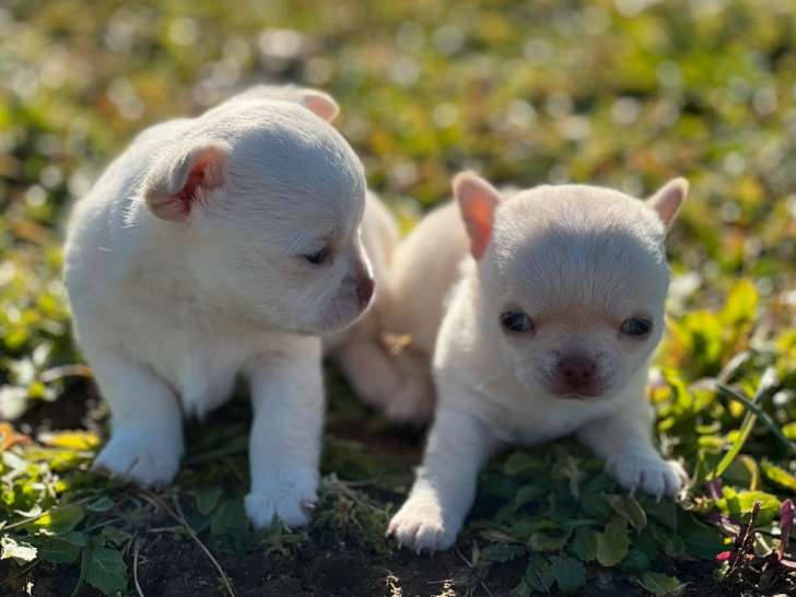 À réserver 2 chiots mâles Chihuahuas LOF