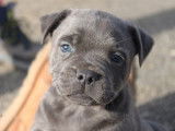 4 chiots Staffordshire Bull Terriers LOF à réserver