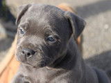 4 chiots Staffordshire Bull Terriers LOF à réserver