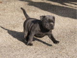 4 chiots Staffordshire Bull Terriers LOF à réserver