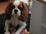 Mâle Cavalier King Charles Spaniel disponible pour saillie