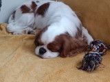 Mâle Cavalier King Charles Spaniel disponible pour saillie