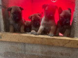 10 chiots Bergers Belges Malinois à réserver (LOF)